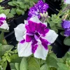 Petunia Magenta Sky Live Plant - 4.5 inch Pot - Vibrant Flowering Garden Plant - Image 1