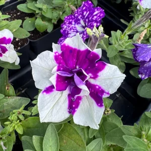 Petunia Magenta Sky Live Plant - 4.5 inch Pot - Vibrant Flowering Garden Plant - Image 1