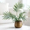 Philodendron Tortum Live Plant - 4-8 Inch Tall, Rare Indoor Houseplant - Image 1