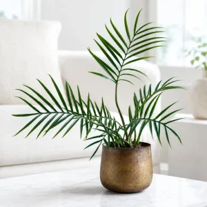Philodendron Tortum Live Plant - 4-8 Inch Tall, Rare Indoor Houseplant - Image 1