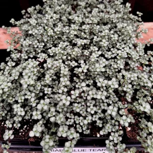Pilea Glauca 'Blue Baby Tears' Live Plant - Indoor Houseplant - Image 2