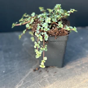 Pilea Glauca 'Blue Baby Tears' Live Plant - Indoor Houseplant - Image 3