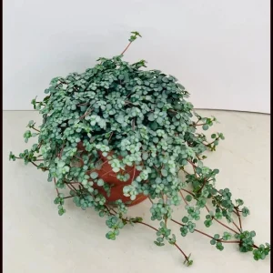 Pilea Glauca 'Blue Baby Tears' Live Plant - Indoor Houseplant - Image 4