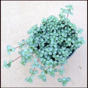 Pilea Glauca 'Blue Baby Tears' Live Plant - Indoor Houseplant - Image 1