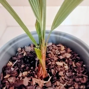 Pindo Palm Live Plant – 1 Gallon Pot – Outdoor Palm Tree – Green, Orange - Image 3