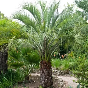 Pindo Palm Live Plant – 1 Gallon Pot – Outdoor Palm Tree – Green, Orange - Image 5