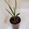 Pindo Palm Live Plant – 1 Gallon Pot – Outdoor Palm Tree – Green, Orange - Image 1