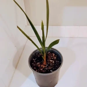 Pindo Palm Live Plant – 1 Gallon Pot – Outdoor Palm Tree – Green, Orange - Image 1