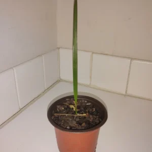 Pindo Palm Tree Live Plant – 4" Pot – Outdoor Butia Capitata – 12 inches tall - Image 2