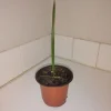 Pindo Palm Tree Live Plant – 4" Pot – Outdoor Butia Capitata – 12 inches tall - Image 1