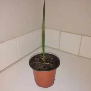 Pindo Palm Tree Live Plant – 4" Pot – Outdoor Butia Capitata – 12 inches tall - Image 1