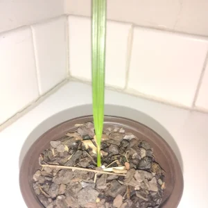 Pindo Palm Tree Live Plant – 4" Pot – Outdoor Butia Capitata – 12 inches tall - Image 3