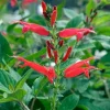 Pineapple Sage Live Herb Plant - Fragrant Seedling for Garden or Pot - Image 1