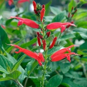 Pineapple Sage Live Herb Plant - Fragrant Seedling for Garden or Pot - Image 1