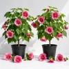 Pink Abutilon Live Plant Set - 2 Trailing Lantern Flower Vines, 4-6 Inch Tall - Image 1