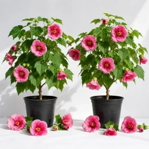 Pink Abutilon Live Plant Set - 2 Trailing Lantern Flower Vines, 4-6 Inch Tall - Image 1