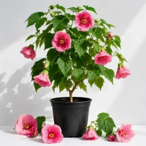 Pink Abutilon Live Plant - Trailing Flowering Maple Vine - 4-6 Inch Tall - Image 1