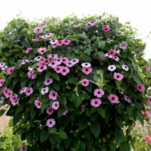 Pink Beauty Black Eyed Susan Vine Live Plant - Pink & White Flowers 2.5x4 inch Pot - Image 2