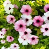 Pink Beauty Black Eyed Susan Vine Live Plant - Pink & White Flowers 2.5x4 inch Pot - Image 1
