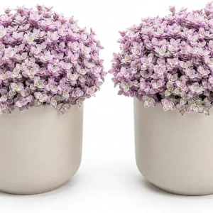 Pink Callisia Repens Live Plants, Set of 2, 5-8 Inch Tall, 4 Inch Pots, Indoor Houseplant - Image 1