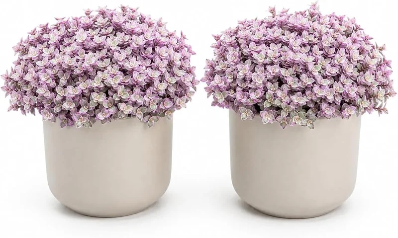 Pink Callisia Repens Live Plants, Set of 2, 5-8 Inch Tall, 4 Inch Pots, Indoor Houseplant - Image 1