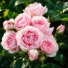 Pink Climbing Rose Plant – Fragrant Live Bush, 4-6 Inch Tall, Outdoor - Image 1