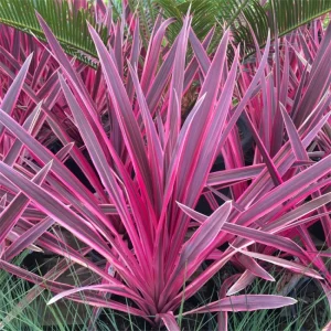Pink Cordyline Charlie Boy Live Plant - Ornamental Shrub - 2.5x4 inch Pot - Image 2