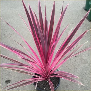 Pink Cordyline Charlie Boy Live Plant - Ornamental Shrub - 2.5x4 inch Pot - Image 3
