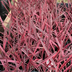 Pink Cordyline Charlie Boy Live Plant - Ornamental Shrub - 2.5x4 inch Pot - Image 4