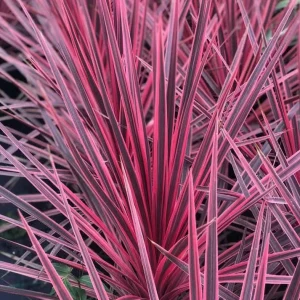 Pink Cordyline Charlie Boy Live Plant - Ornamental Shrub - 2.5x4 inch Pot - Image 1