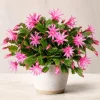 Pink Easter Cactus Live Plant - 4-8 Inch Tall, Spring Blooming Houseplant, Hatiora gaertneri - Image 1