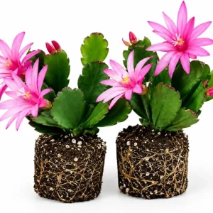 Pink Easter Cactus Live Plant Set - 2 Pack, 4-8 Inch Tall Houseplant - Image 1