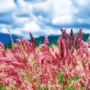 Pink Fountain Grass Savannah Ruby Live Plant - 5 Pack Perennial Ornamental Grass for Full Sun - Image 2