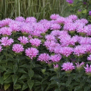 Pink Frosting Bee Balm Live Plant – Monarda Perennial – Attracts Pollinators – Zones 4-9 - Image 2
