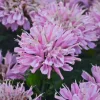 Pink Frosting Bee Balm Live Plant – Monarda Perennial – Attracts Pollinators – Zones 4-9 - Image 1