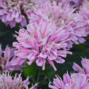 Pink Frosting Bee Balm Live Plant – Monarda Perennial – Attracts Pollinators – Zones 4-9 - Image 1
