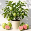 Pink Guava Live Plant - Sweet Tropical Fruit Tree Seedling 6-10 Inch Tall - Image 1