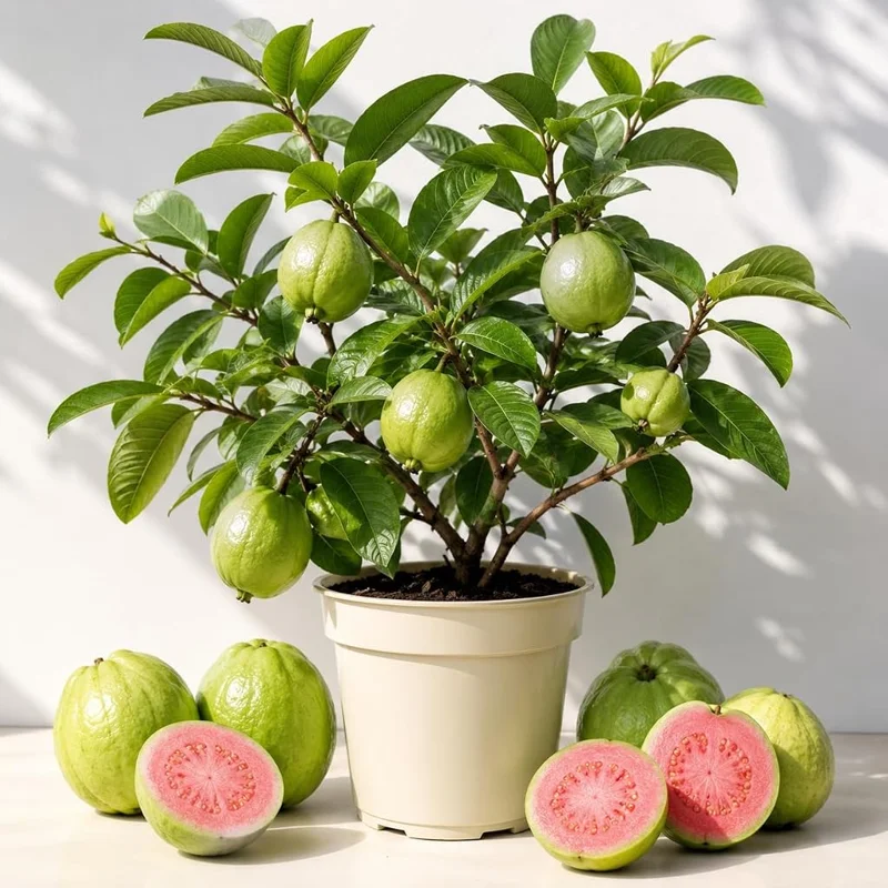 Pink Guava Live Plant - Sweet Tropical Fruit Tree Seedling 6-10 Inch Tall - Image 1
