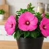 Pink Hibiscus Live Plant - Tropical Rose Mallow Shrub, 4-8 Inch Tall, Outdoor - Image 1