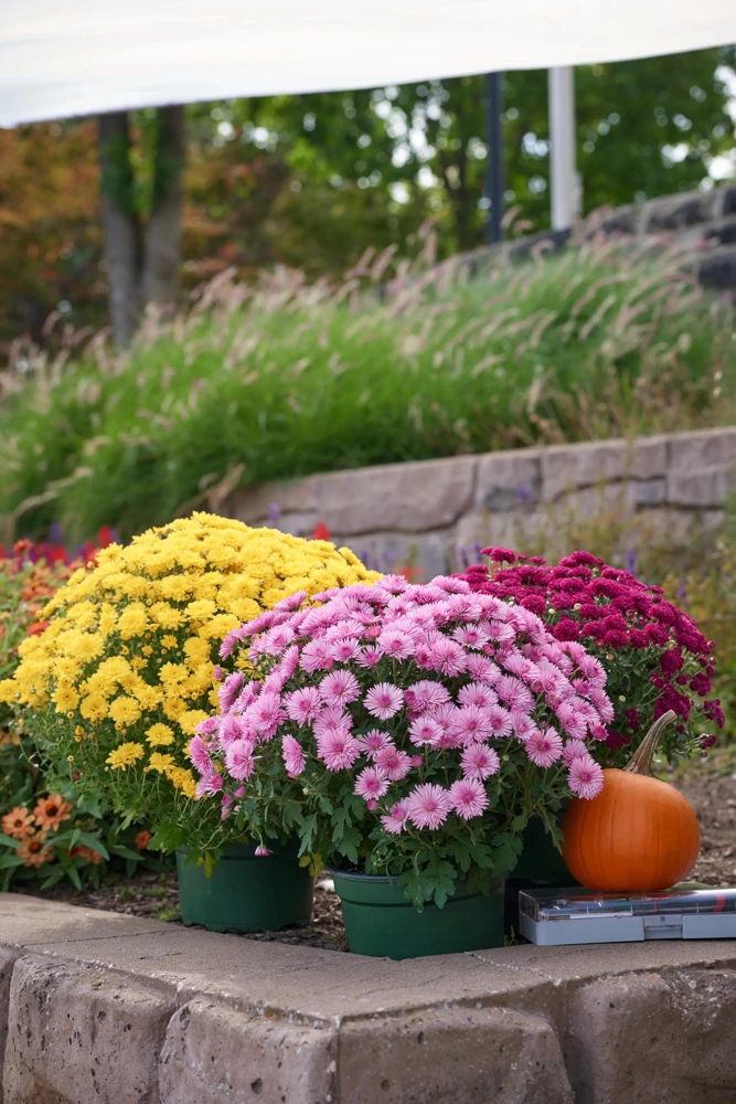 Pink Ice Igloo Garden Mum Live Plant - Hardy Perennial, Pink Flowers, 2.5x4 inch Pot - Image 2