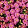 Pink Ice Igloo Garden Mum Live Plant - Hardy Perennial, Pink Flowers, 2.5x4 inch Pot - Image 1