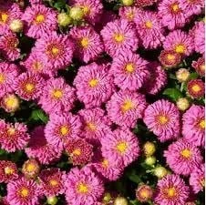Pink Ice Igloo Garden Mum Live Plant - Hardy Perennial, Pink Flowers, 2.5x4 inch Pot - Image 1
