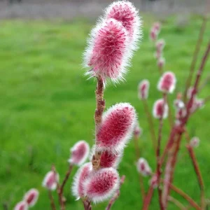 Pink Japanese Pussy Willow Mt Aso Live Plant, Shrub Bush, Starter Plant, Zones 4-7 - Image 11