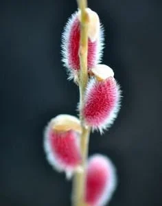 Pink Japanese Pussy Willow Mt Aso Live Plant, Shrub Bush, Starter Plant, Zones 4-7 - Image 1