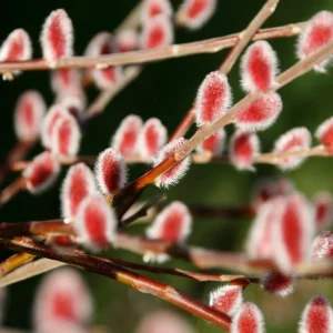 Pink Japanese Pussy Willow Mt Aso Live Plant, Shrub Bush, Starter Plant, Zones 4-7 - Image 7
