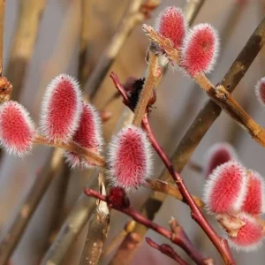 Pink Japanese Pussy Willow Mt Aso Live Plant, Shrub Bush, Starter Plant, Zones 4-7 - Image 8