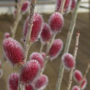 Pink Japanese Pussy Willow Mt Aso Live Plant, Shrub Bush, Starter Plant, Zones 4-7 - Image 9