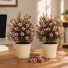 Pink Manuka Tea Live Plants, 2-Pack, 4-6 Inch Tall, Evergreen Flowering Shrub - Image 1