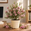 Pink Manuka Tea Plant - Leptospermum scoparium Live Shrub - 4-6 Inch Tall - Image 1