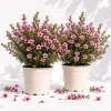 Pink Manuka Tea Plant Live, Leptospermum scoparium, 4-6 Inch Tall, Set of 2 - Image 1